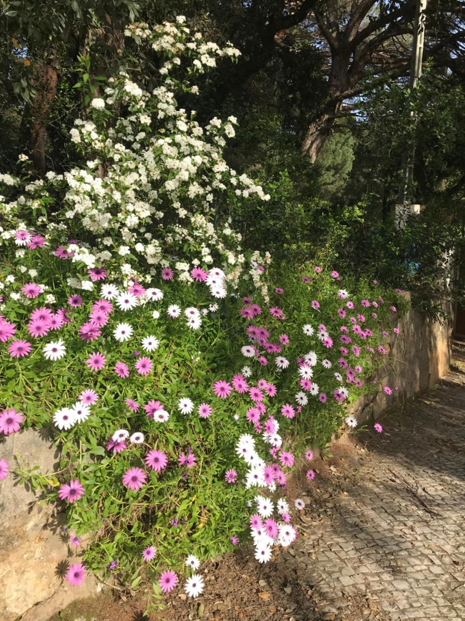 Quinta Dos Canais Setúbal Exterior foto
